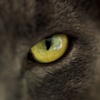Avatar do usuário