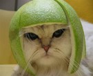 Avatar do usuário