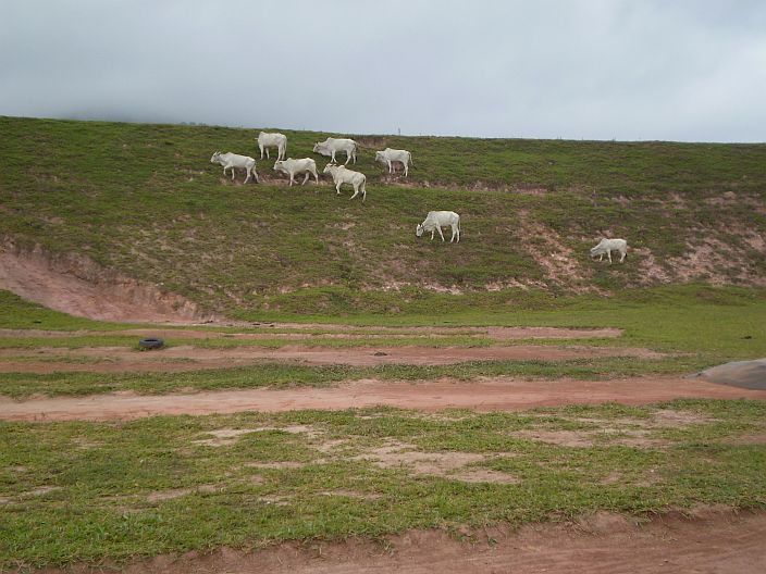 vaca_edition[1].jpg