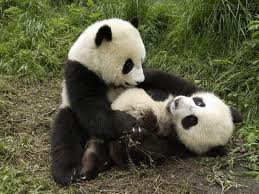 os irmãos panda.jpg