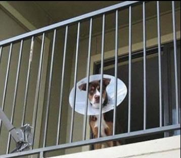 tv dog.jpg